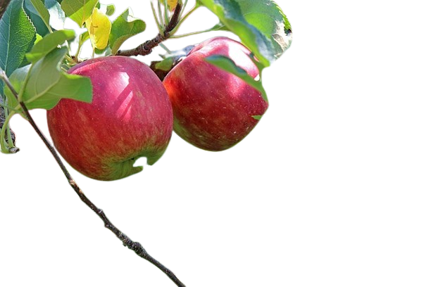 Kinnaur Apple - 1 Kg