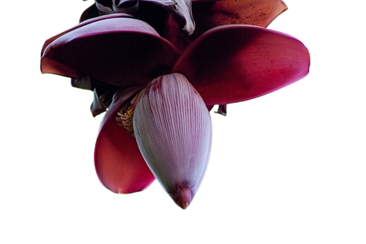 Banana Flower - Per Pc