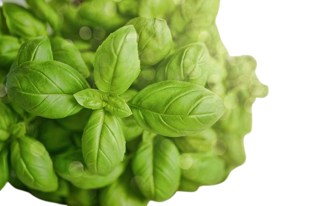 Basil - 100 gm