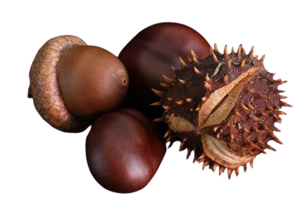 Chestnut - 500 Gram