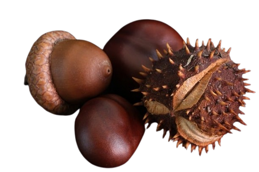 Chestnut - 500 Gram