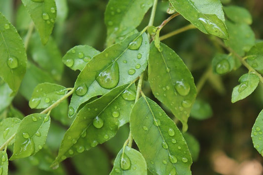 Curry Leaves - 100 Gram