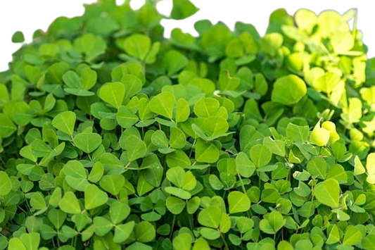 Fenugreek Leaves (Methi) - 250 Gram